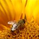 la polinizacion de las abejas de la miel