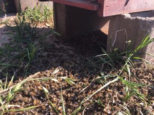 mortandad de colmenas en argentina