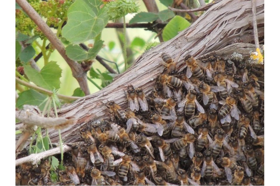 Tengo un enjambre de abejas en casa. ¿Qué hago?